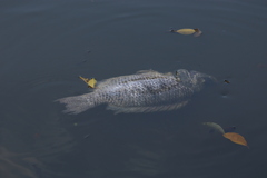Oreochromis niloticus