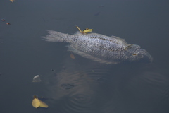 Oreochromis niloticus