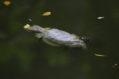 Oreochromis niloticus