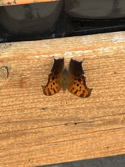 Polygonia interrogationis