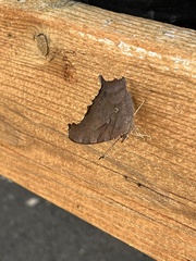 Polygonia interrogationis