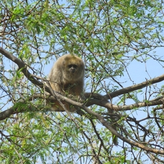 Plecturocebus pallescens