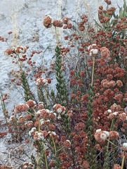 Eriogonum fasciculatum