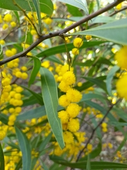 Acacia macradenia