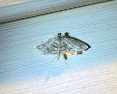 Lygropia rivulalis