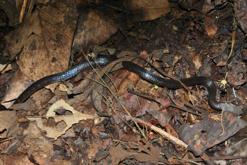 Photo of a Cloud Forest Earth Snake (Geophis nephodrymus)
