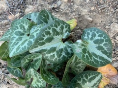 Asarum marmoratum