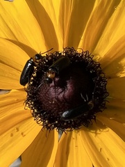 Nemognatha nemorensis