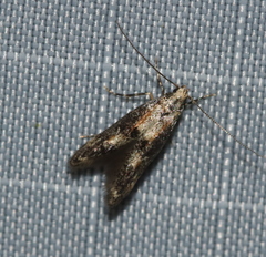 Blastodacna
