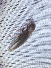Diplostethus texanus