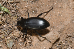 Eleodes fusiformis