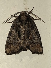 Chytonix sensilis