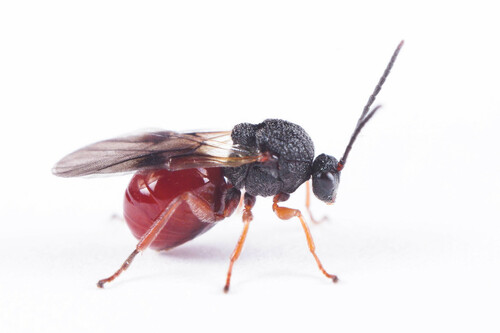 Larger Empty Oak Apple Wasp photo 3