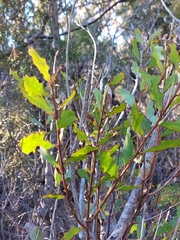 Persoonia lanceolata