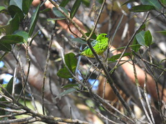 Ixothraupis xanthogastra