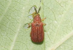 Baliosus ferrugineus