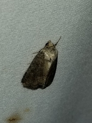 Mesapamea fractilinea