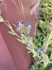 Anchusa officinalis