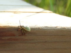 Chlorochroa granulosa