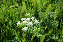 Heracleum dissectum