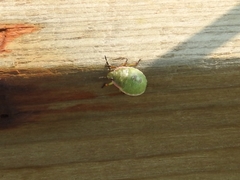 Chlorochroa granulosa