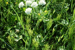 Heracleum dissectum
