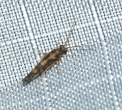 Agraylea multipunctata