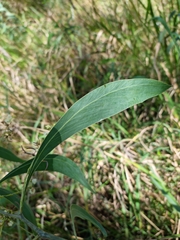 Acacia falcata