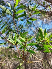 Persoonia lanceolata
