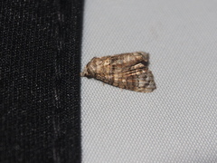 Chlumetia transversa