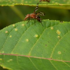 Tritoxa incurva