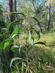 Acacia falcata