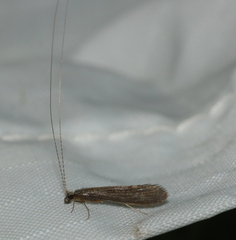 Leptocerus