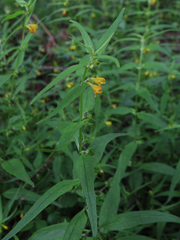 Melampyrum sylvaticum