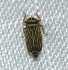 Amblysellus curtisii