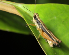 Orphulella concinnula