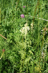 Pedicularis compacta