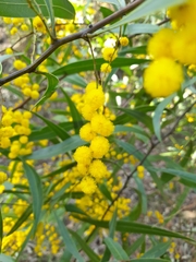 Acacia macradenia