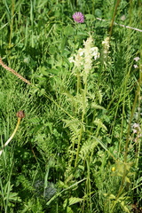 Pedicularis compacta