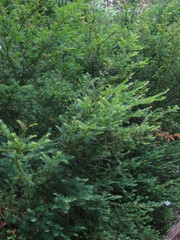 Taxus floridana