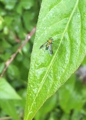 Condylostylus occidentalis