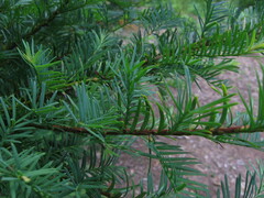 Taxus floridana