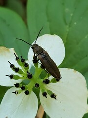 Campylomorphus serricornis