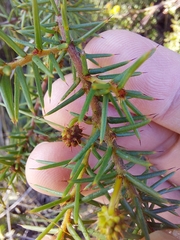 Acacia echinula
