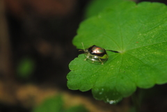 Microctenochira vivida