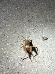 Pristoceuthophilus arizonae