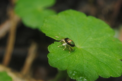 Microctenochira vivida