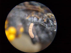 Stemonitopsis hyperopta