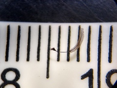 Stemonitopsis hyperopta