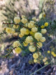 Acacia echinula